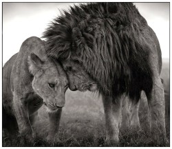 missanne:  Lions Head to Head Masai Mara 2008 Nick Brandt
