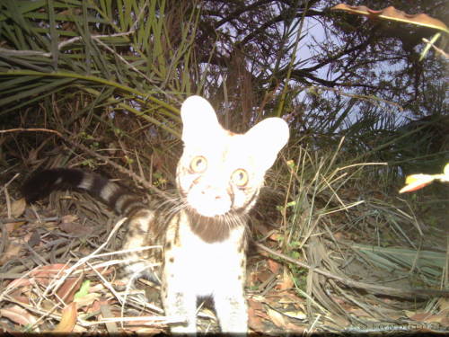 kalachakran:trailcams: source ohoho this things looks interesting i will go and have a look! *sniffs