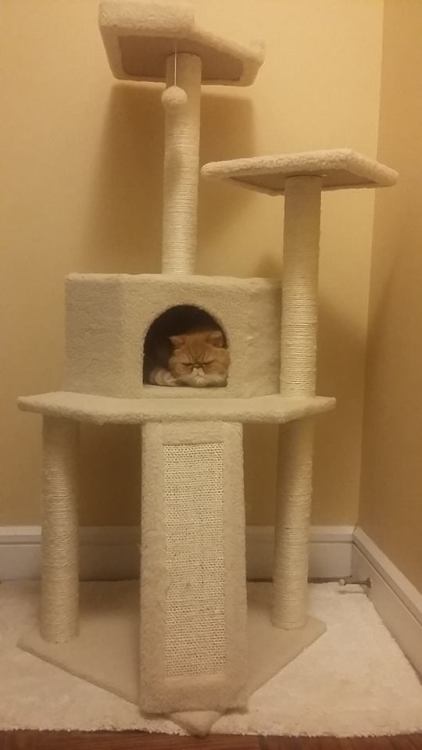 Chester likes the new cat condo!