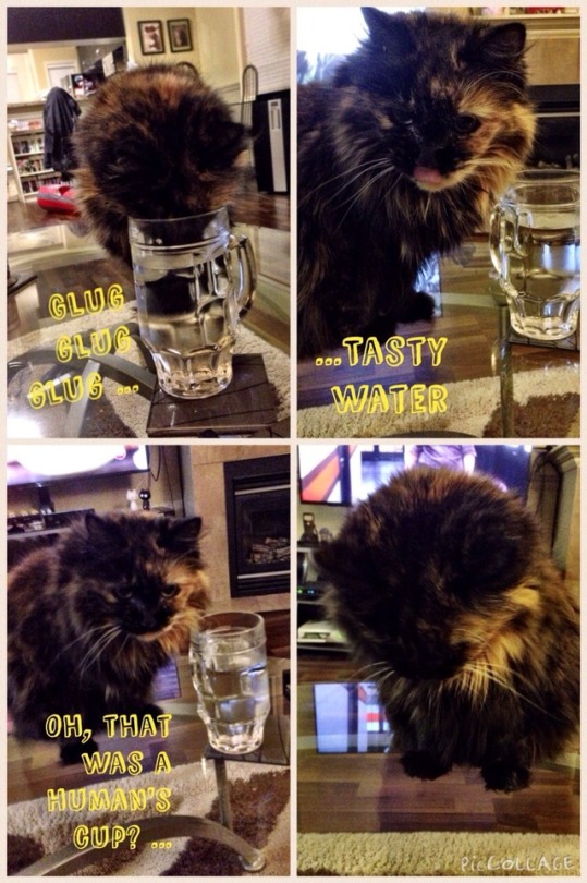 amwilburn: How my wife decided to tell me that our cat drank from my cup. 