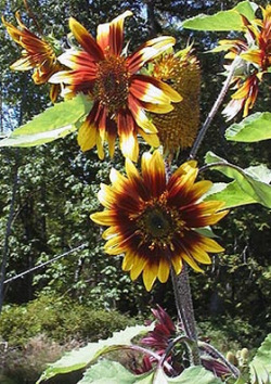 sixpenceee:  These gorgeous sunflowers are known as the Joker sunflower 