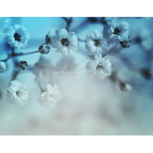 #flowers #lights #nature #macro #closeup #blue #fog #mist #myphotography #photo #photooftheday #pic 