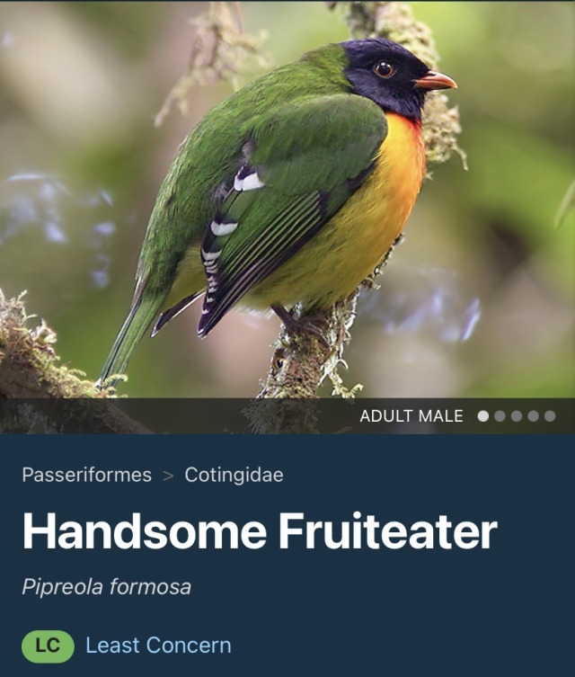 koraxmarinus:the bird namers really knocked it out of the park with this one