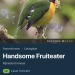 koraxmarinus:the bird namers really knocked adult photos