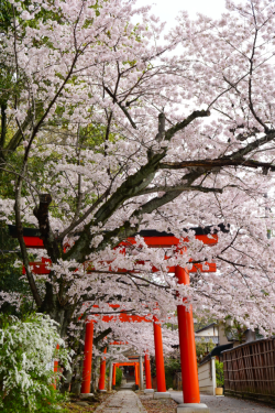 Chitaka45:  京都 竹中稲荷神社 🌸桜🌸 Kyoto Takenaka Inari Jinja Shrine