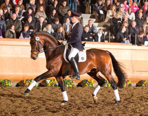 Flores DreamFlorestan I x AlishaBavarian Warmblood, Stallion16.2hhBorn 2006