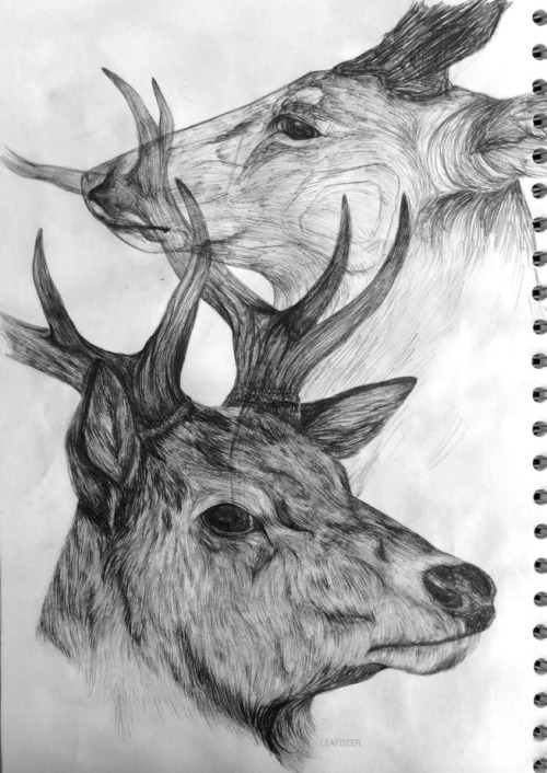 leafdeer: Deer StudyBallpoint pen in sketchbookJanuary 8th 2014 Whitetail and red deer stags. The wh