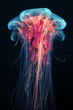 rorschachx:  The lion’s mane jellyfish
