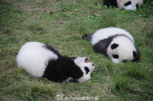 fuckyeahchinesefashion:  baby pandas via porn pictures