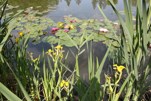 #Poland, #Krasiczyn #Castle, Water lilies on the castle&rsquo;s pond#Zamek Krasiczyn, lilie wodne na