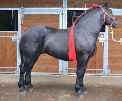 Black des GrappesPercheron, GeldingBorn 2011