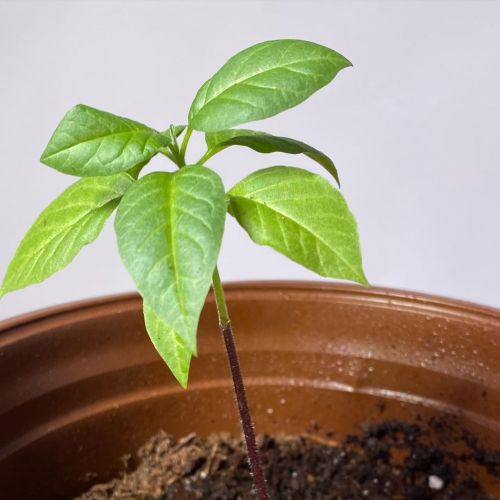 poisonerspath: Little Datura metel. It’s leaves look very similar to Atropa belladonna leaves 