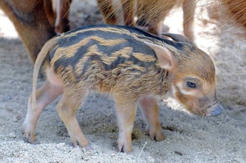 zooborns:African Red River Hog Piglets Are a First for Zoo MiamiZoo Miami is celebrating the birth