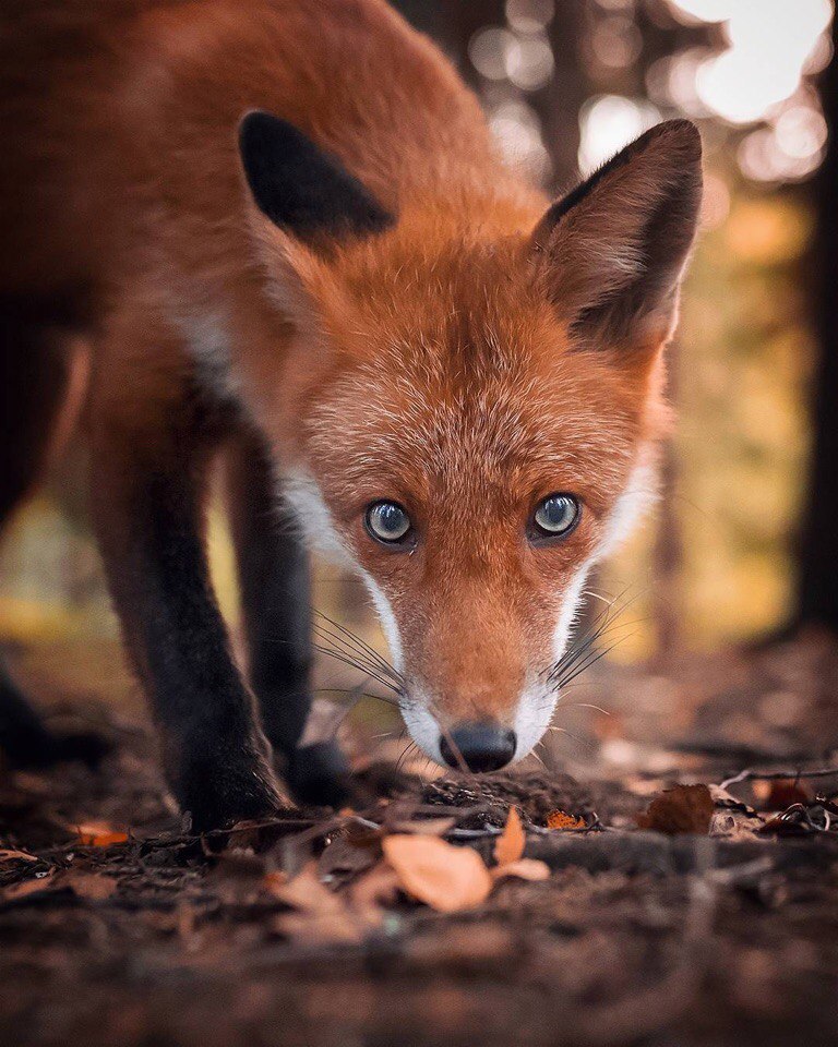 Those are foxes. Лиса. Лиса глаза. Зрачок лисы. Рыжая лиса.