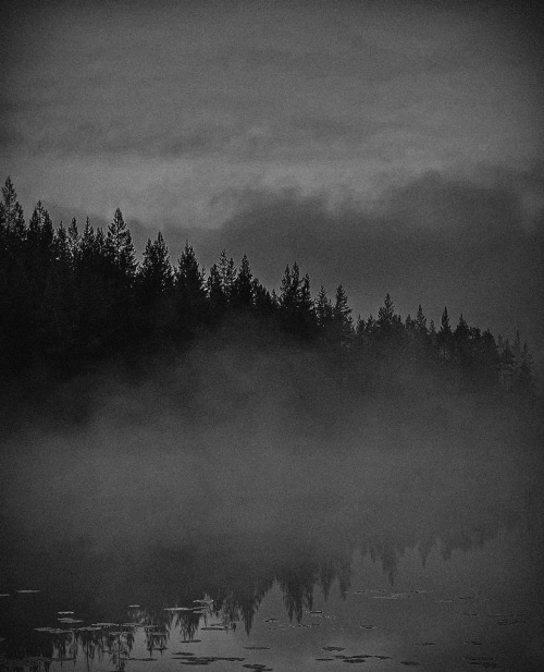 vinter-skugga