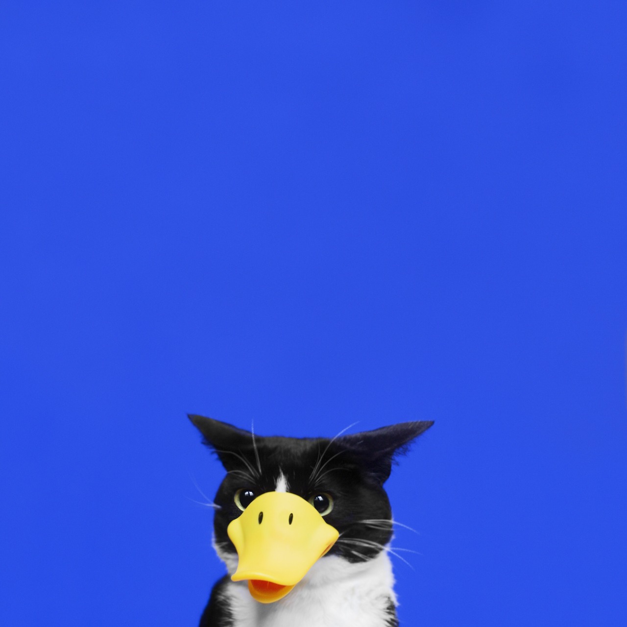 princesscheeto:  Duck Duck Cheet.  #Quack!