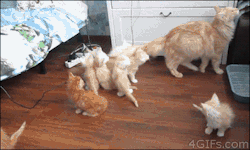 wizarddad:  writeswrongs:  4gifs:  Kitten scatter. [video]  help they’re so stupid it’s amazing looooook  Mom fucked UP 