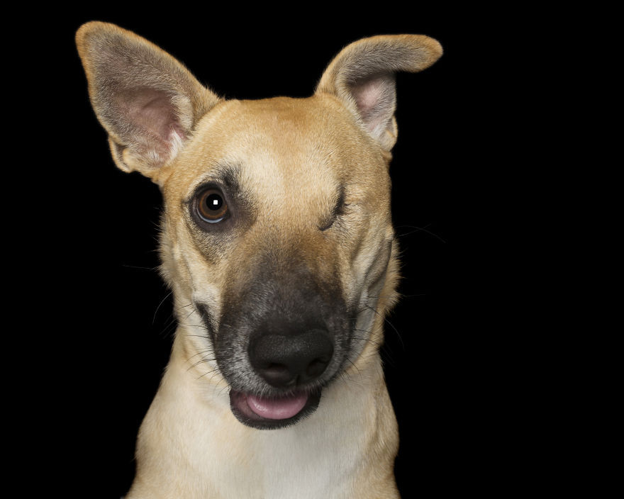 lxrdntaylorr:  sixpenceee:  Animal photographer Alex Cearns takes photos of dogs