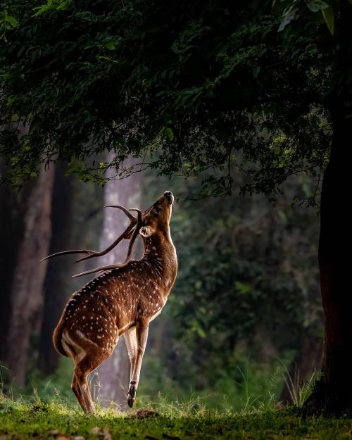 Spotted Deer
