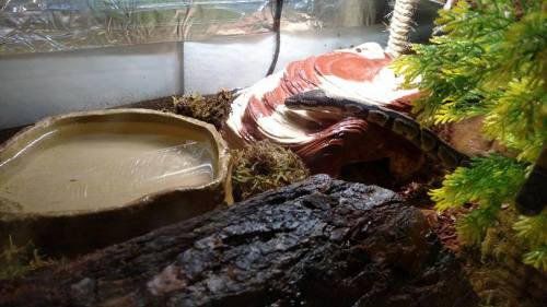 fantasticbeastsandhowtokeepthem: I added Charis’s new hide to her tank yesterday! After I put 