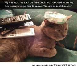 srsfunny:So My Cat Took My Spot On The Couch