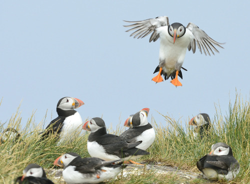 Atlantic Puffins (Fratercula arctica) &gt;&gt;by Kevin Keatley