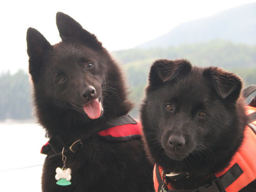 tempurafriedhappiness:Unbelievably charming pair of Schipperkes owned and photographed by Flickr use