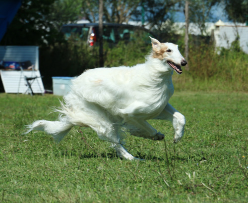 heelerandthehound:borzoi coursing photos by heelerandthehound