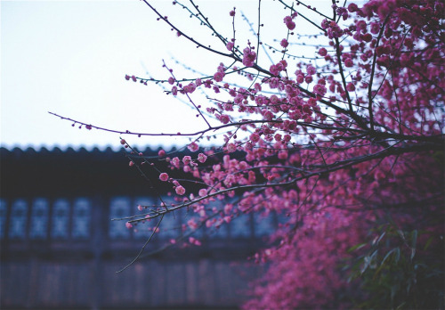 Taohua桃花/Peach blossoms in China. By K-PERSPECTIVE
