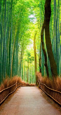 kuro-nekos:Bamboo Forests of Kyoto by Justin