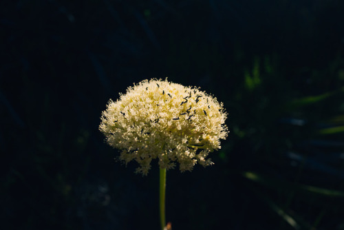 On Table Mountain, South Africa - 2019