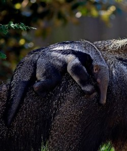 funkysafari:  Giant anteater hitchhiker.