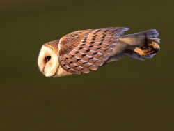 phototoartguy:  Barn Owl - Tyto alba by normanwest4tography