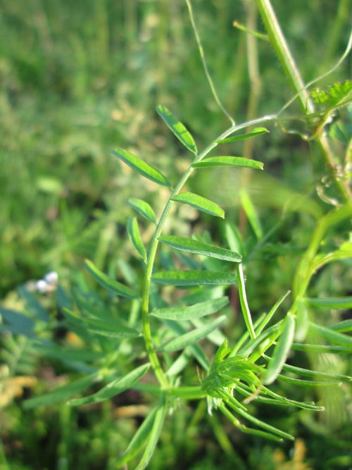 Tiny vetchVicia hirsutaC AnRo0002, CC0 1.0 Universal Public Domain