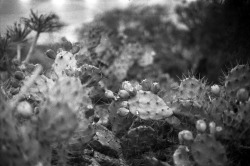 dimitrifraticelli:  Cacti, Tenerife 2014Ilford