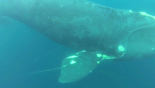 Knife-wielding diver saves rare whale
After spotting a North Atlantic right whale tangled in fishing lines near Virginia Beach, an angler swims to the rescue with his knife — and his video camera.