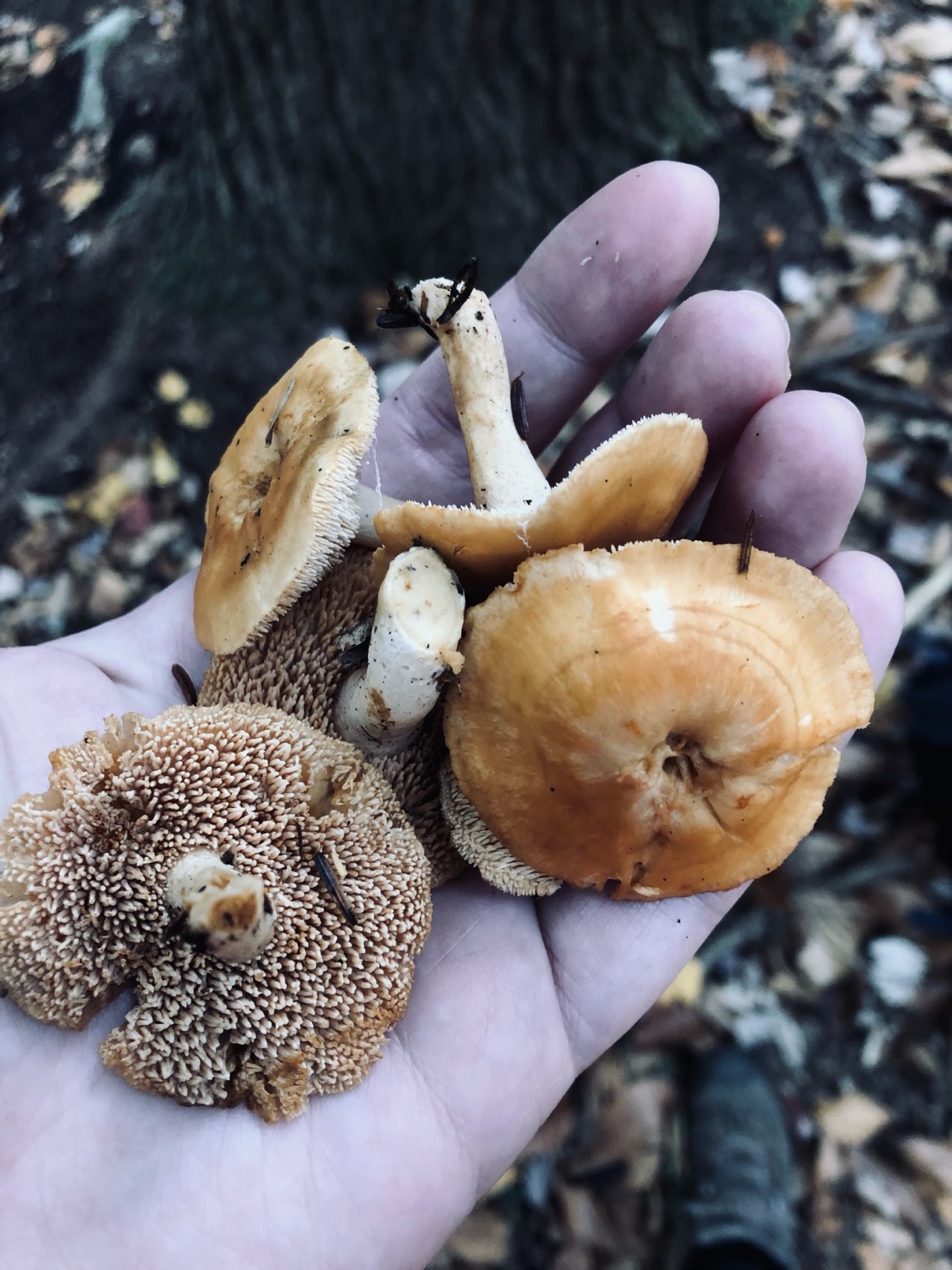 a palm up hand shows several hedgehog mushrooms . some are tilted to show depressed navel on top others to show toothed fertile surface like a spiky hedgehog