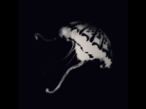 Jellyfish by Diane Powers