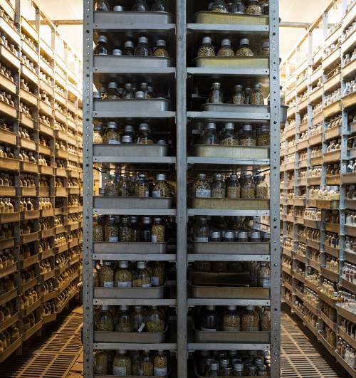 Soy Bean Seeds, Kuban Experimental Station Seed Vault, Russiaimage credit: Dornith Doherty