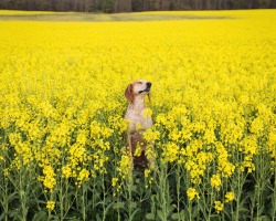 flowrise:  Slightly rare dog flower spotted