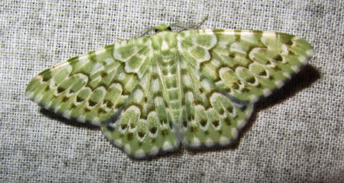 onenicebugperday:  Emerald moths in the subfamily adult photos