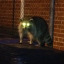 crankygrrl