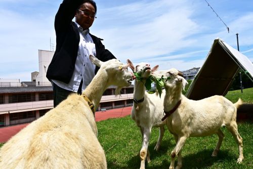 A trio of goats—Isoko, Kasumi, and Yū—groom the grounds of the Shimada Ryōiku Center, an assisted li