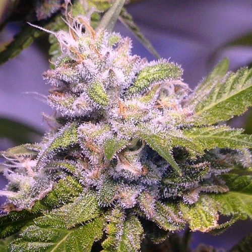 weedporndaily:  Mango Puff Deux by thisisthatoneguy http://ift.tt/1oKwLjU