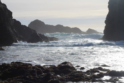 tide pooling along the coast of Mendocino, CA