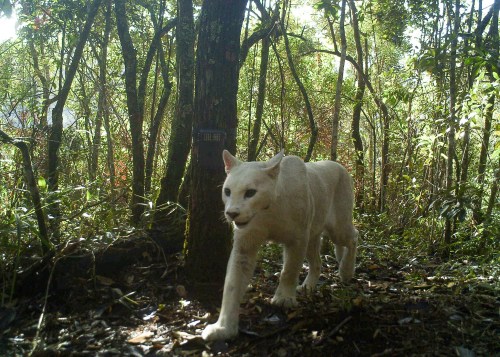 Puma Or Cougar Or Mountain Lion (Puma Concolor), LEUCISTIC, Family Felidae, Serra Dos Órgãos National