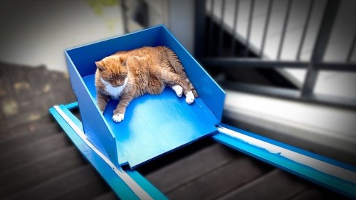 laughingsquid:Man Builds Elevator for His Beloved 20 Year Old Cat Who Has Trouble Climbing Stairs