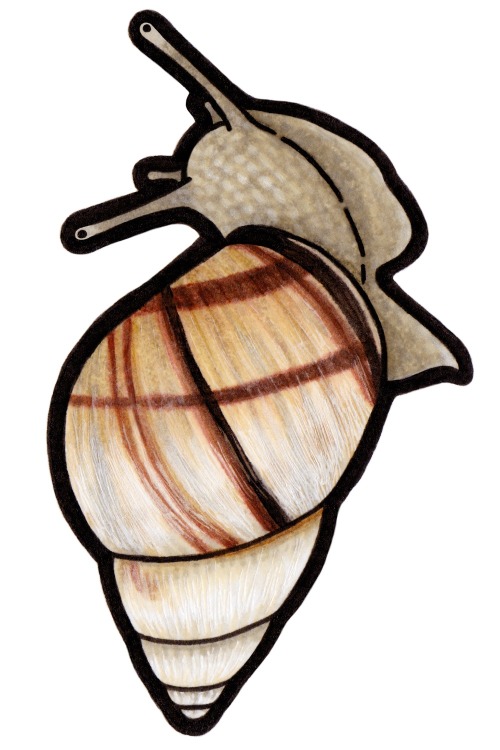 Banded Tree Snail (Orthalicus floridensis)The Banded Tree Snail is a protected tree snail from South