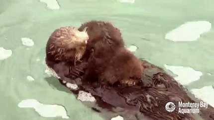 sizvideos:  Cute mom and new born sea otter pup - Video 