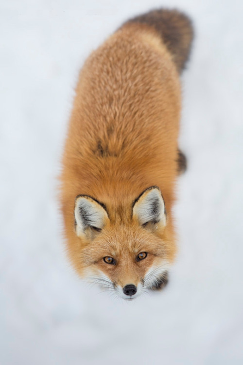 thelittleredfox:by Philippe DE-BRUYNE